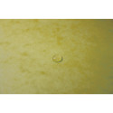 Elastomap glanskarto-n 400 3 klep geel/ St.