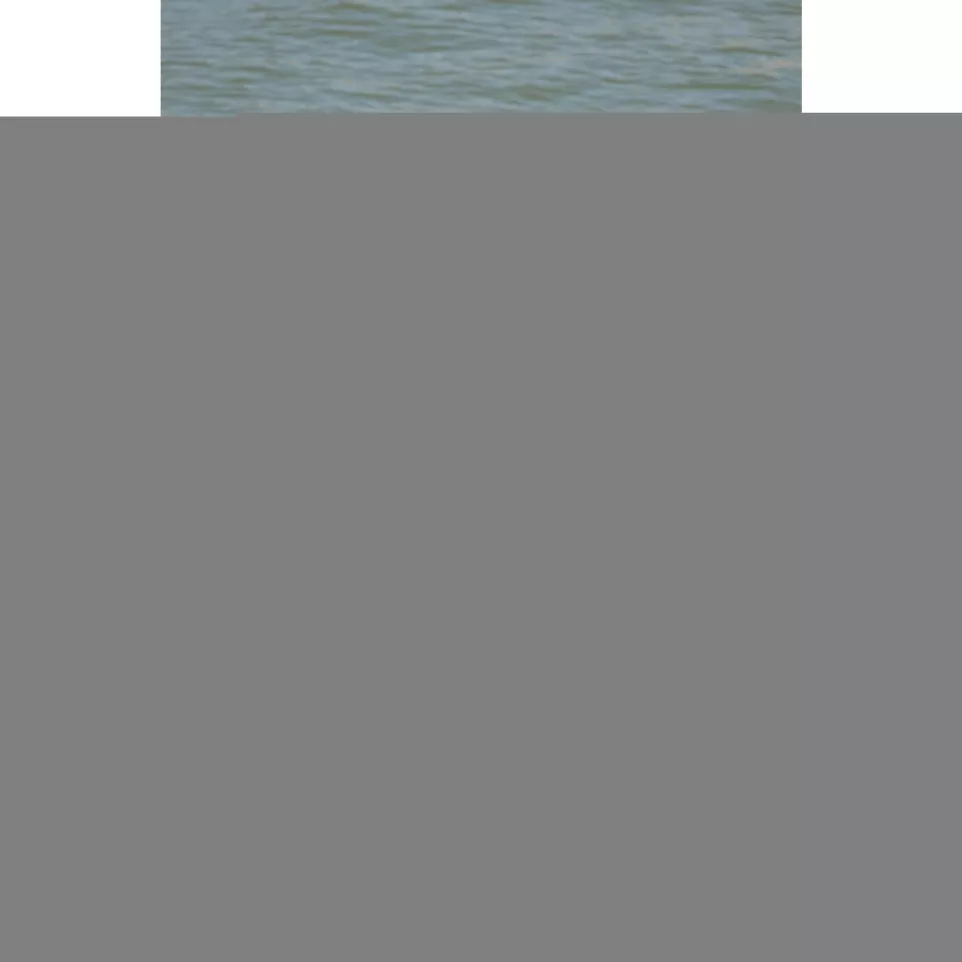 Draagtas voor laptop- 15,6''...