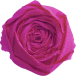 Clairefontaine Crepe Paper, 10 Shts, 2,5x50m, Assorted/ Pc.