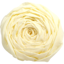 Crêpepapier 60% 10bl- 2,50x0,50mm ivoor/ St.