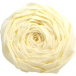 Crêpepapier 60% 10bl- 2,50x0,50mm ivoor/ St.