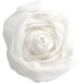 Crêpepapier 60% 10bl- 2,50x0,50mm wit/ St.