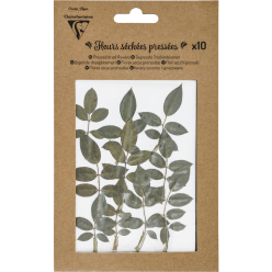 FLEURS SÉCHÉES PRÉSSÉES,...