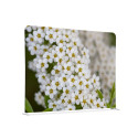 Scheidingswand Textiel 150-150 Dubbelzijdig Witte Bloem Spirea