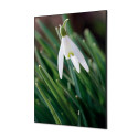 Décoration Murale en Tissu SET A1 Fleur Blanche Spirée