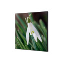 Décoration Murale en Tissu SET 40 x 40 Fleur Blanche Spirée