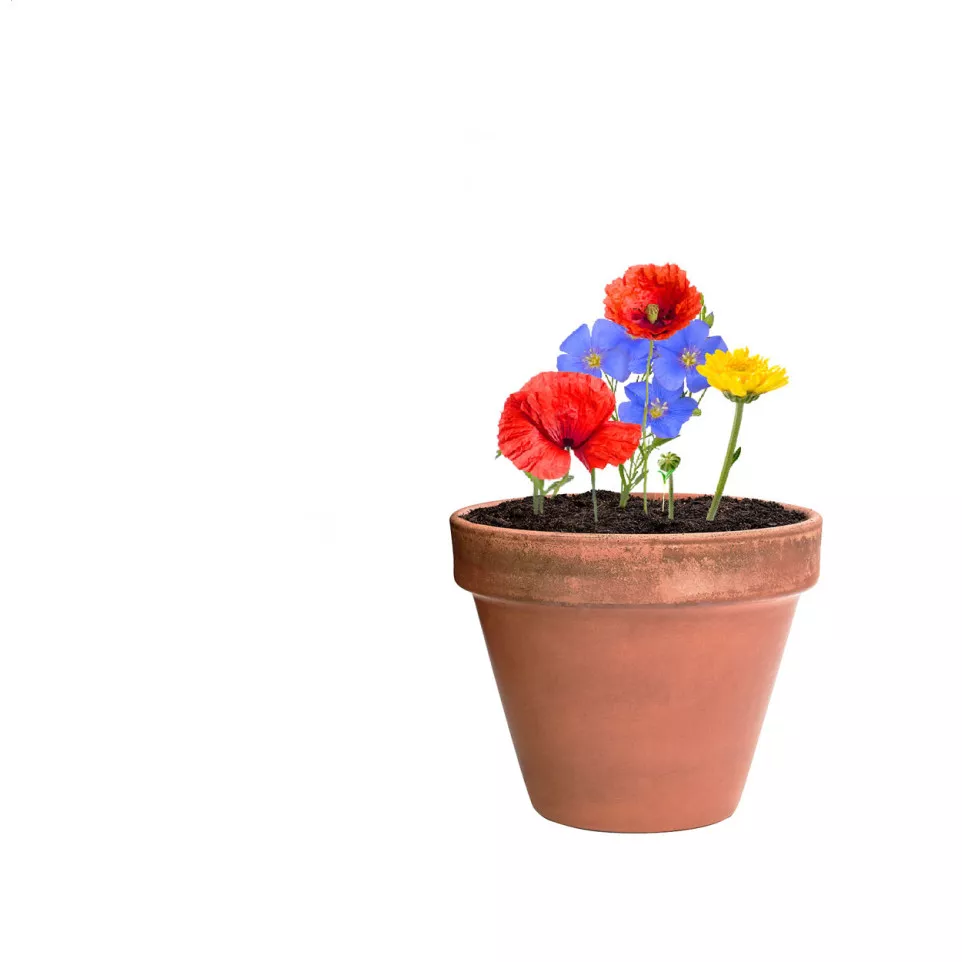 Flobba natural  seed ball 