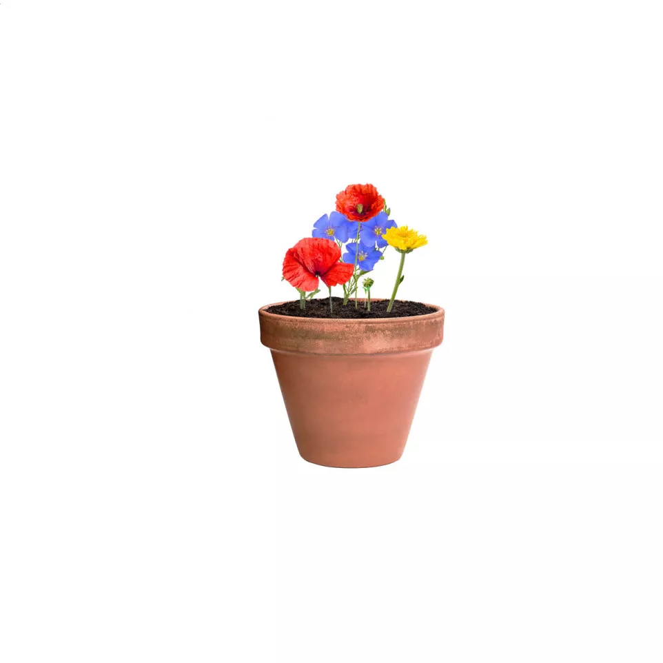 Flocca natural  flower seed capsule 