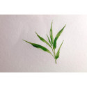 Bamboo Wirebound Album A4 250g 20 Sheets/ Pc.