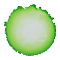 CERNIT - An opaque alcohol-based ink - 20 ml bottle - Meadow green - CE2000020617C/ Pc.