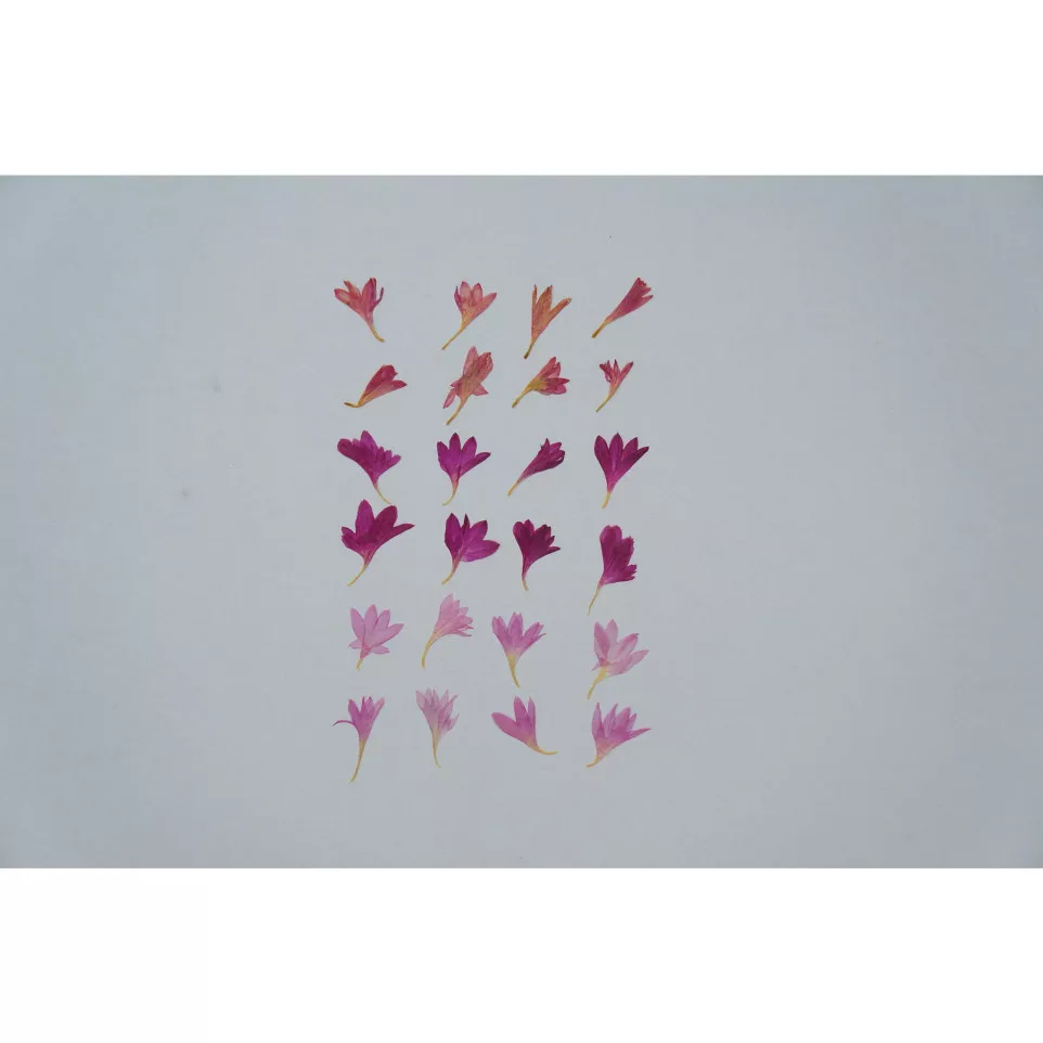 DRIED CORNFLOWER PETALS, PINK-/ Pc.