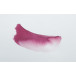 Encre aquarelle Eclats en 250ml/ Pce