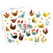Baby, Sach 6 pl 14,8x21cm, Poules/ Pce