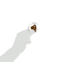 Cooky, Pak 1 vel 7,5-x12cm Prehistorie/ St.