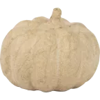 Pompoen 16cm-/ St.