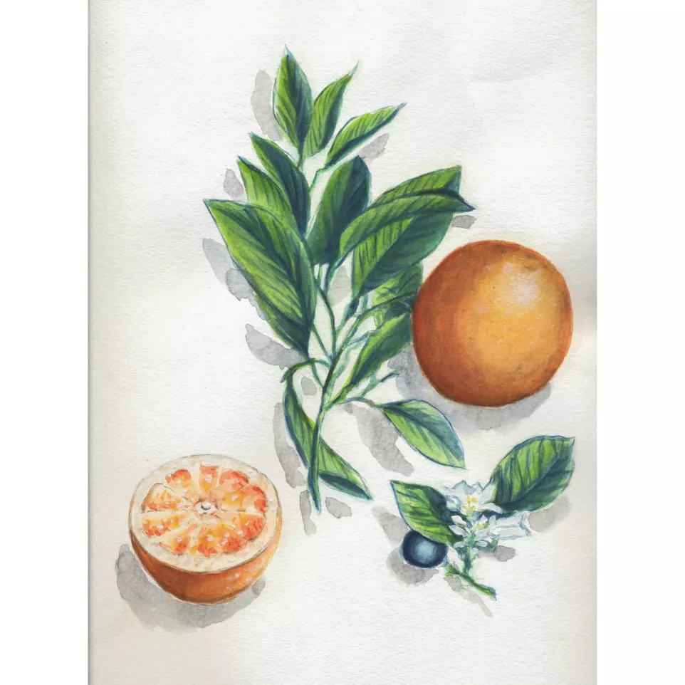 Aquarelle Prédessiné Botanique bloc...