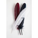Goose quill/ Pc.