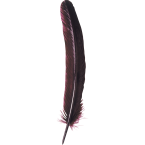Plumes d'oie taillées 28cm/...