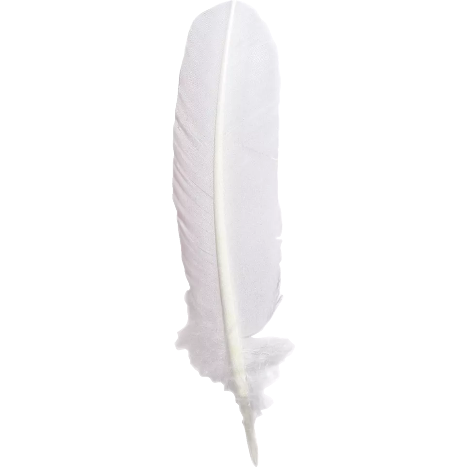 Plumes d'oie taillées 28cm/ Pce