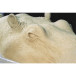 1 kg de plastiline dureté 60/ Pce