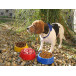 Puppy rouge  gamelle pour chien 