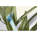 PlantTag white  custom plant label 