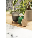 Daizu vert  bougie pin 