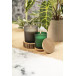 Daizu green  candle, pine tree 