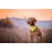 Lurex jaune  collier réfléchissant pour chien 