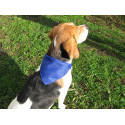 Rex blauw  halsband 