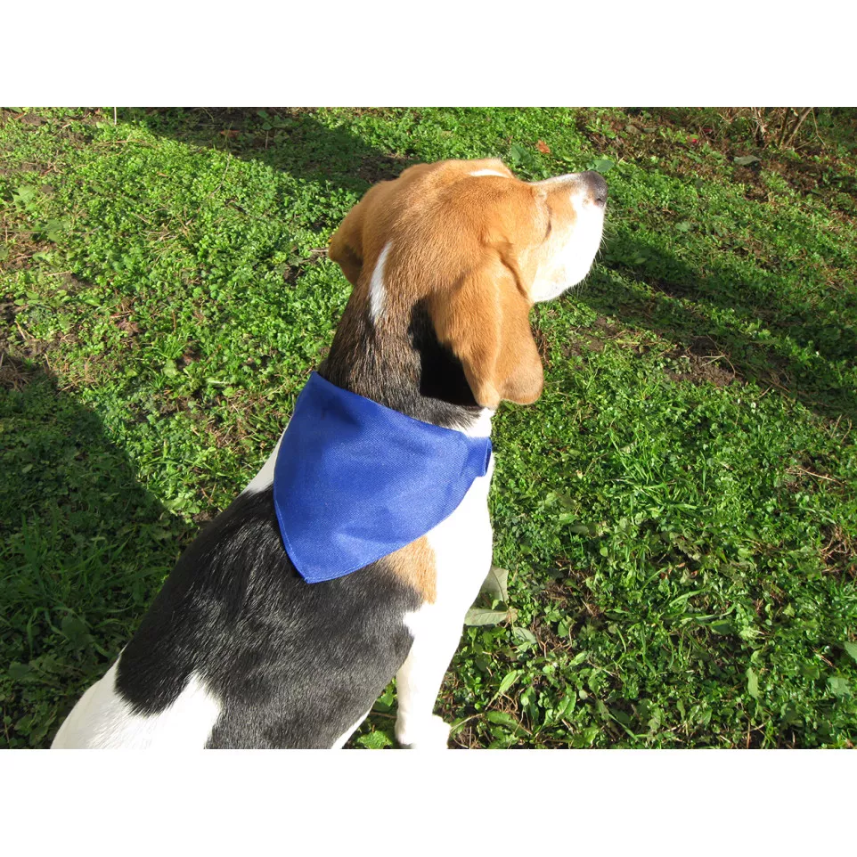 Rex blue  dog's collar 